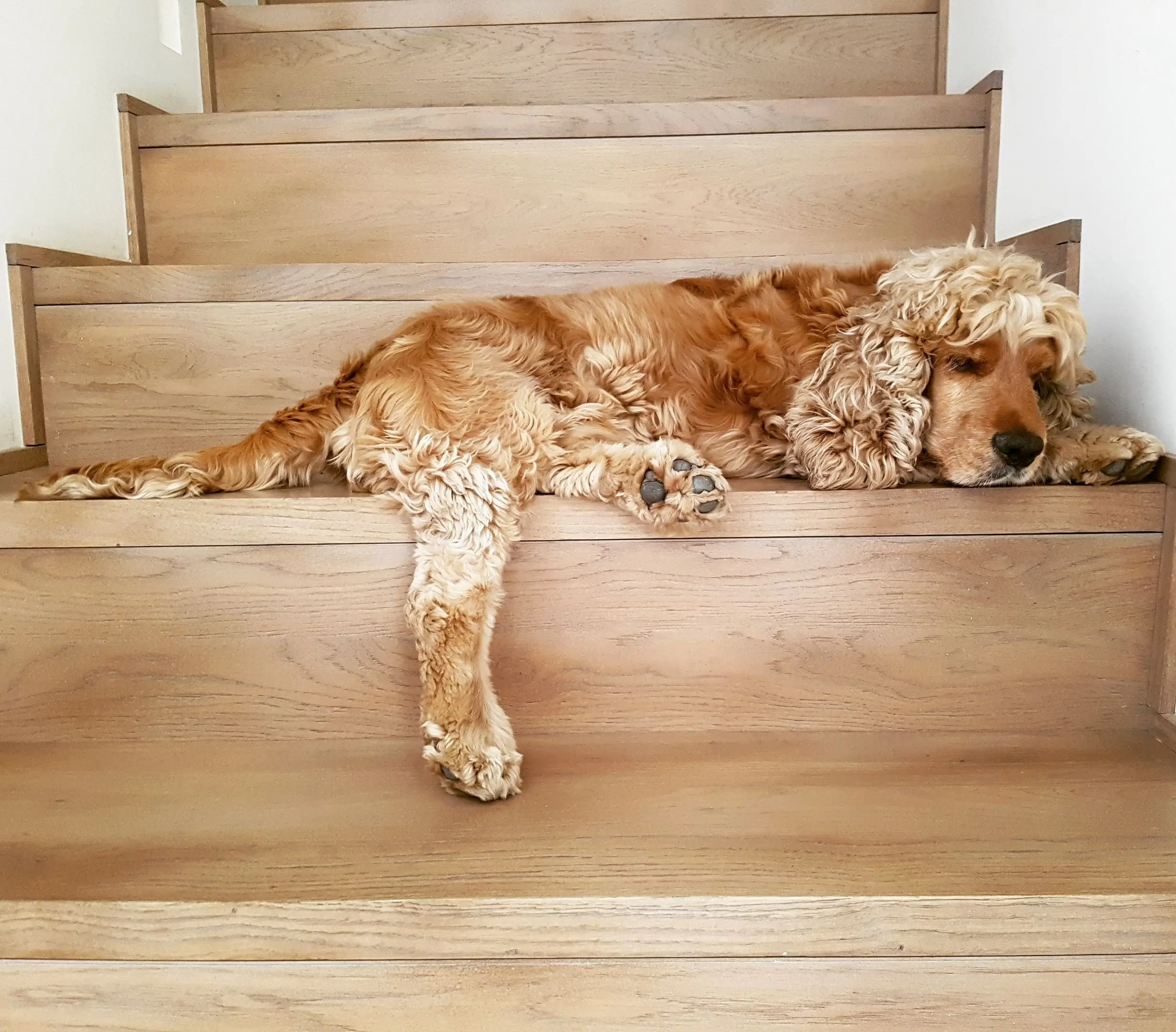 puppies for sale in bangalore,dog breeders in bangalore,puppies for sale near me,best dog breeders in bangalore