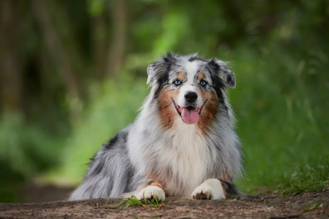 puppies for sale in bangalore,dog breeders in bangalore,puppies for sale near me,best dog breeders in bangalore