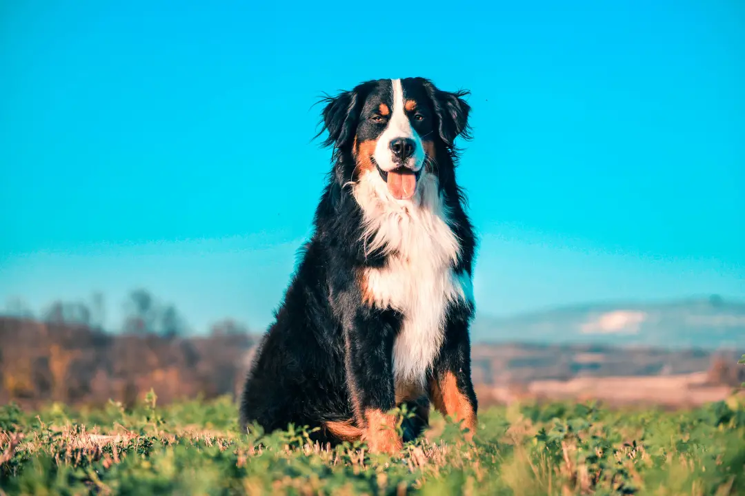 puppies for sale in bangalore,dog breeders in bangalore,puppies for sale near me,best dog breeders in bangalore