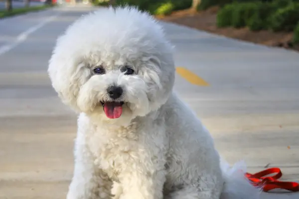 puppies for sale in bangalore,dog breeders in bangalore,puppies for sale near me,best dog breeders in bangalore