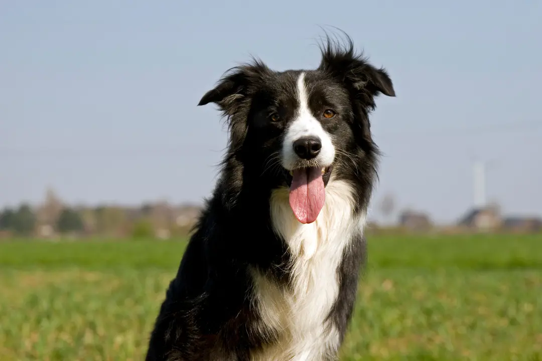puppies for sale in bangalore,dog breeders in bangalore,puppies for sale near me,best dog breeders in bangalore