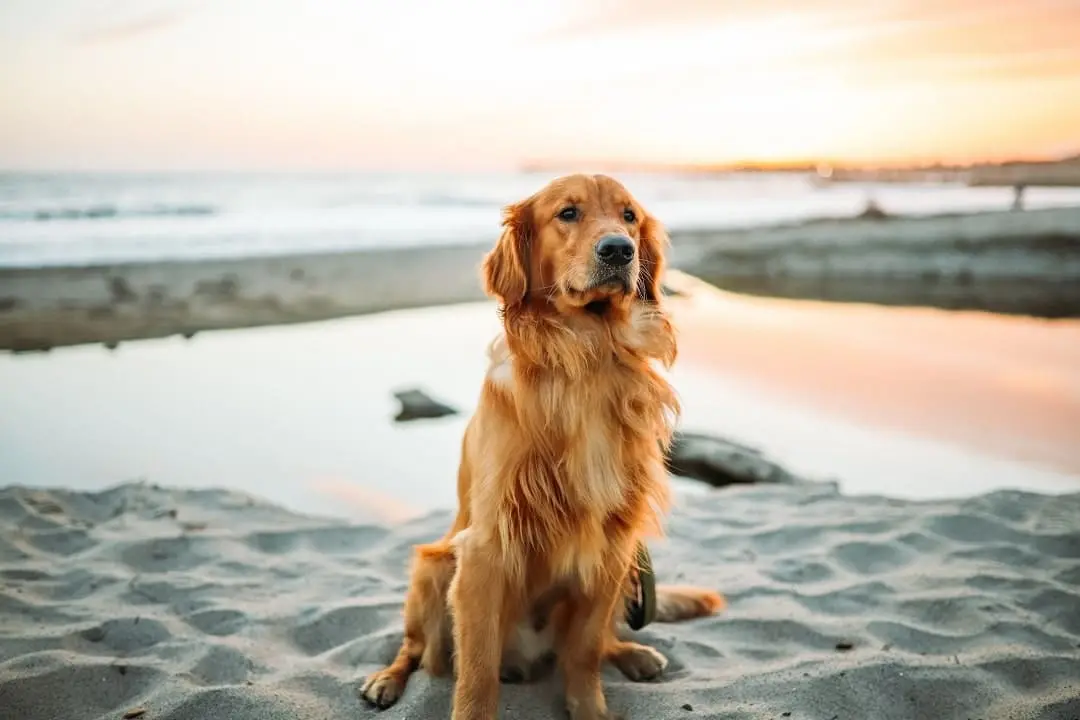 puppies for sale in bangalore,dog breeders in bangalore,puppies for sale near me,best dog breeders in bangalore