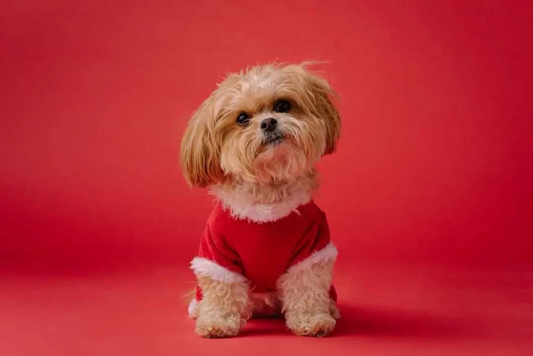 puppies for sale in bangalore,dog breeders in bangalore,puppies for sale near me,best dog breeders in bangalore