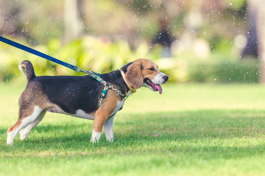 puppies for sale in bangalore,dog breeders in bangalore,puppies for sale near me,best dog breeders in bangalore