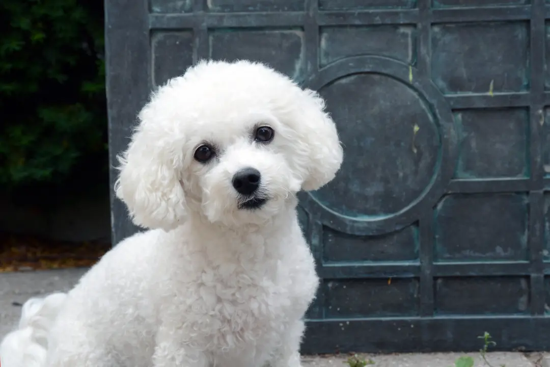 puppies for sale in bangalore,dog breeders in bangalore,puppies for sale near me,best dog breeders in bangalore