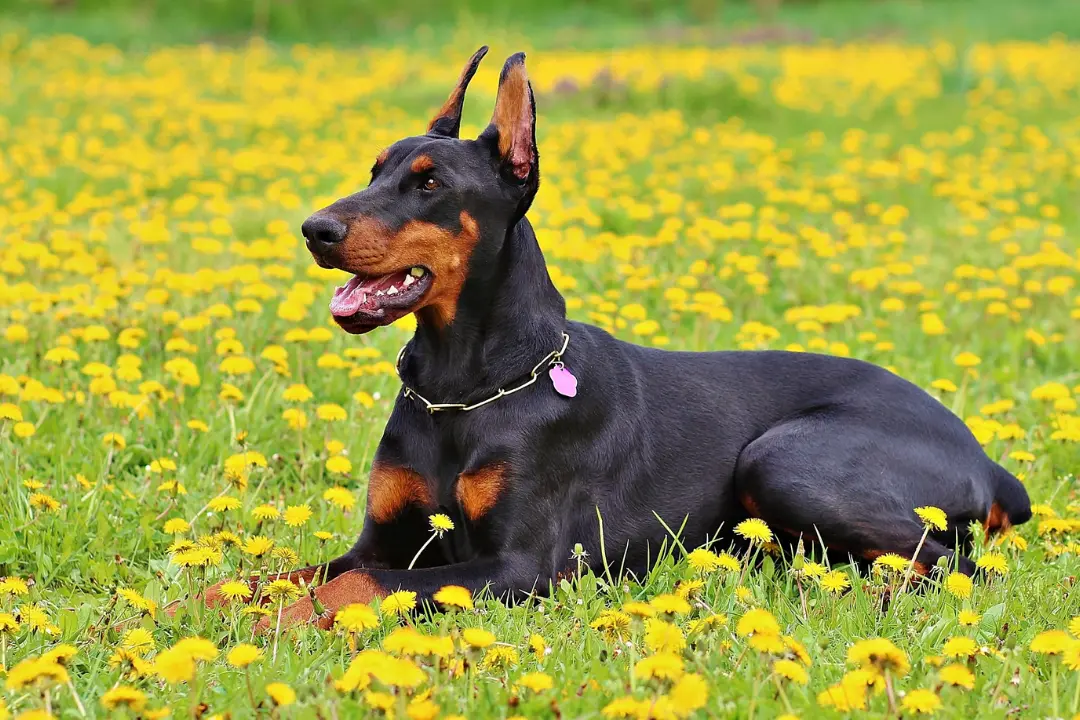 puppies for sale in bangalore,dog breeders in bangalore,puppies for sale near me,best dog breeders in bangalore