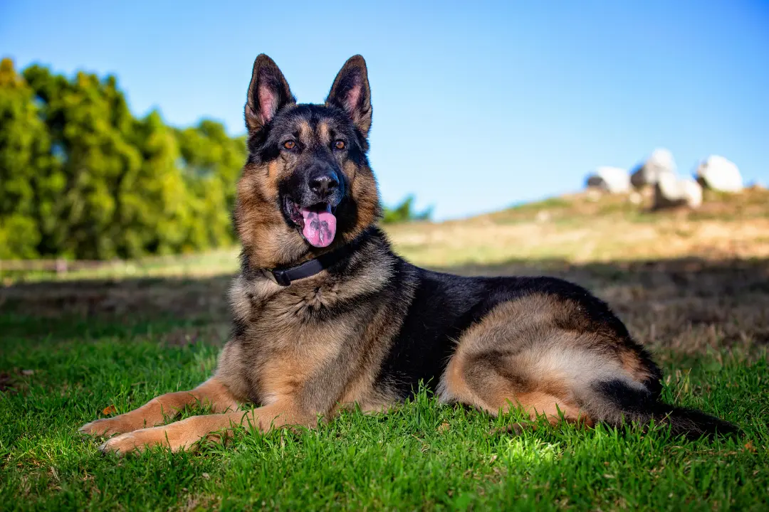 puppies for sale in bangalore,dog breeders in bangalore,puppies for sale near me,best dog breeders in bangalore