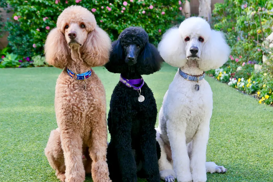 puppies for sale in bangalore,dog breeders in bangalore,puppies for sale near me,best dog breeders in bangalore