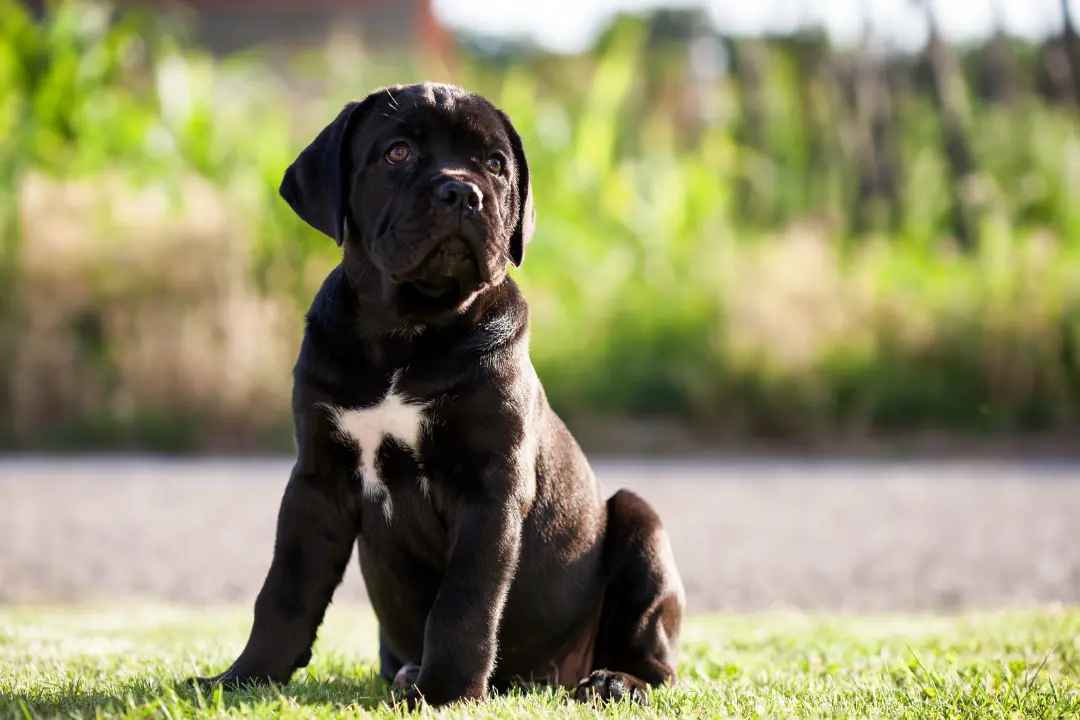 puppies for sale in bangalore,dog breeders in bangalore,puppies for sale near me,best dog breeders in bangalore