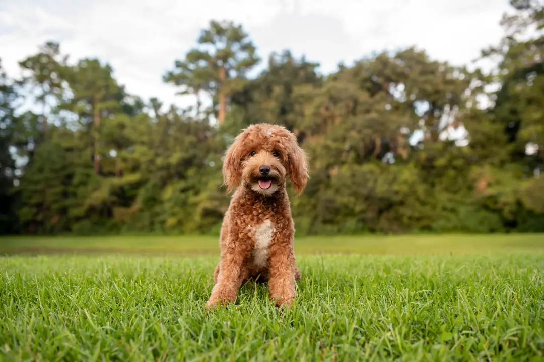 puppies for sale in bangalore,dog breeders in bangalore,puppies for sale near me,best dog breeders in bangalore
