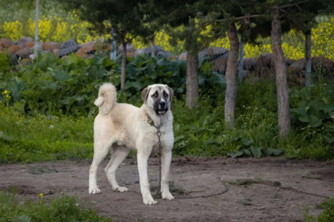 puppies for sale in bangalore,dog breeders in bangalore,puppies for sale near me,best dog breeders in bangalore