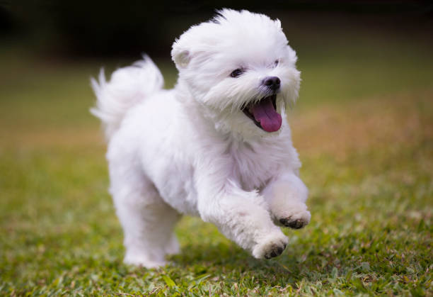 puppies for sale in bangalore,dog breeders in bangalore,puppies for sale near me,best dog breeders in bangalore