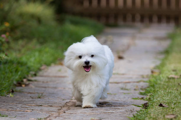 puppies for sale in bangalore,dog breeders in bangalore,puppies for sale near me,best dog breeders in bangalore