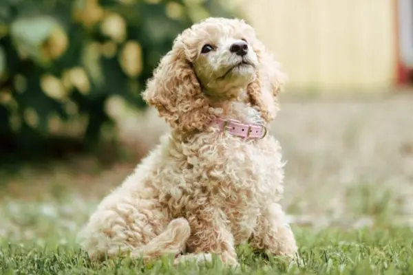 puppies for sale in bangalore,dog breeders in bangalore,puppies for sale near me,best dog breeders in bangalore