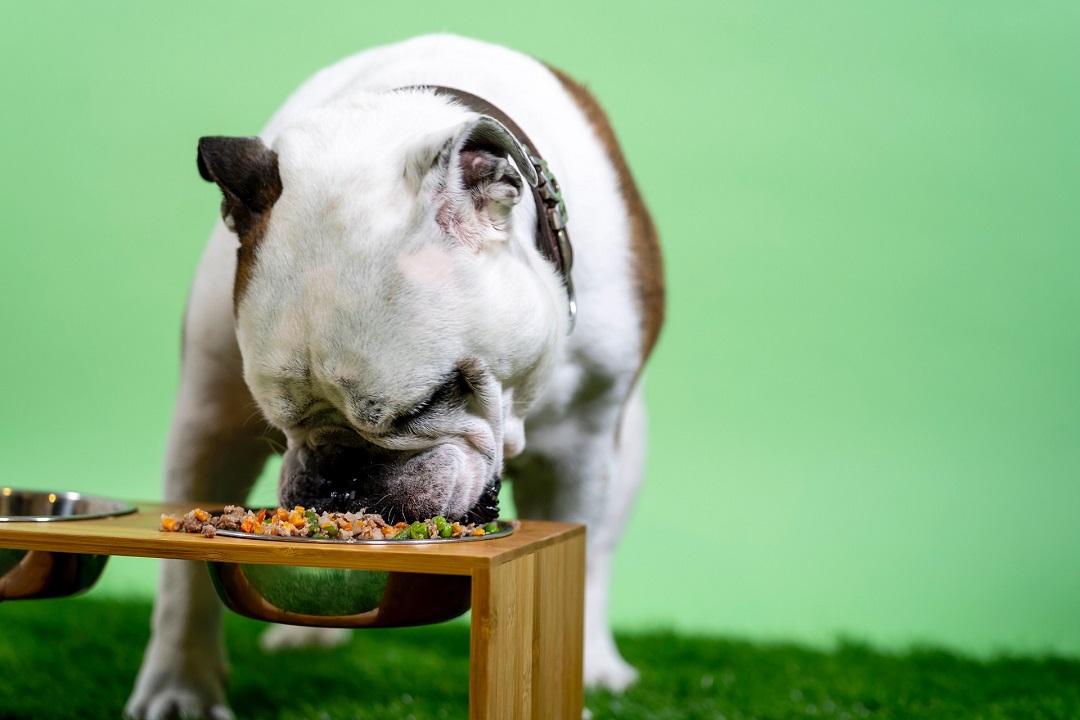 puppies for sale in bangalore,dog breeders in bangalore,puppies for sale near me,best dog breeders in bangalore