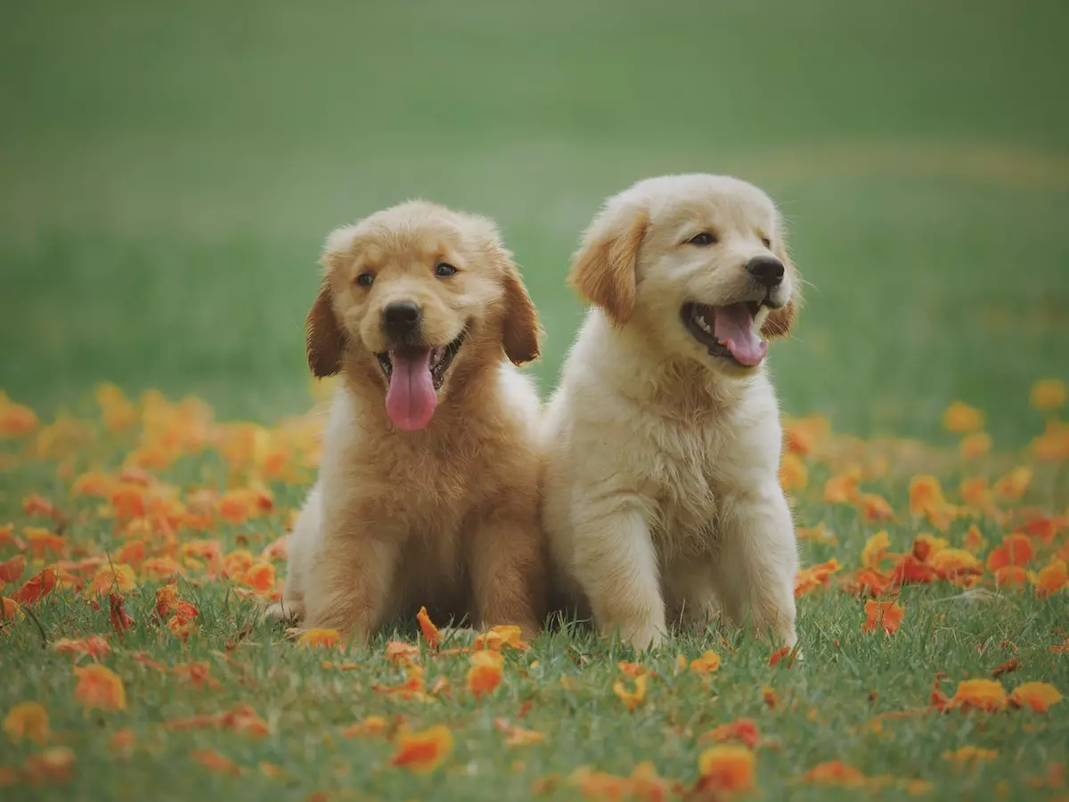 puppies for sale in bangalore,dog breeders in bangalore,puppies for sale near me,best dog breeders in bangalore